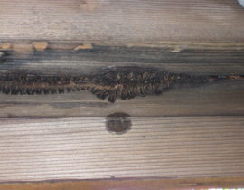 Brown rot that has become very visible, indicating internal damage to the wood.