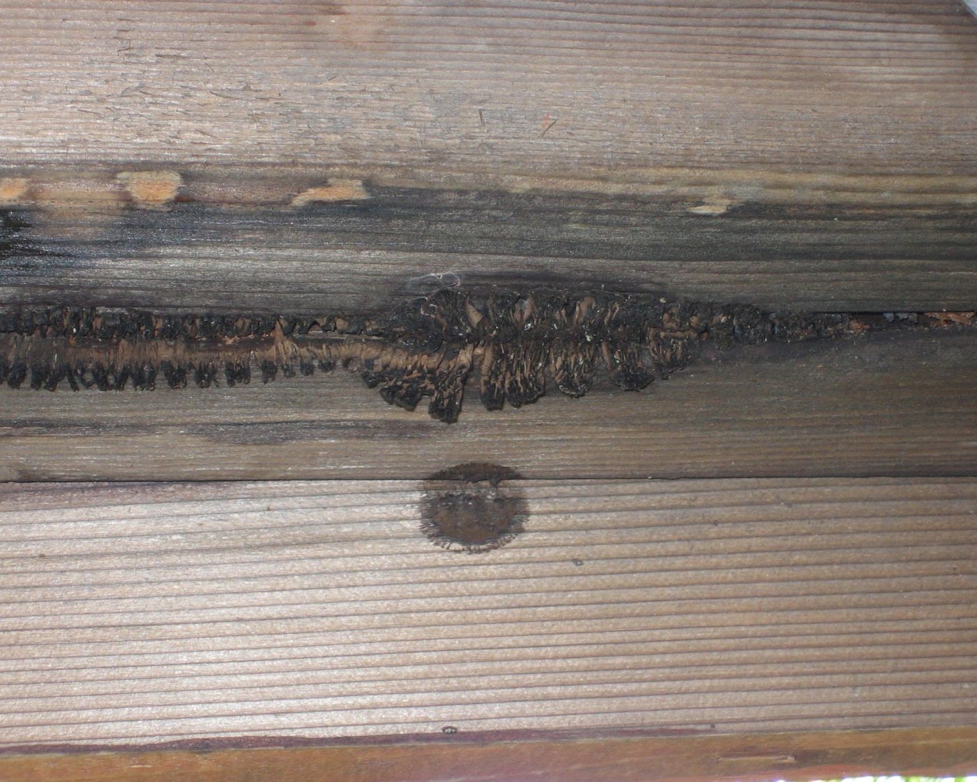 Signs of brown rot on a wood deck frame mean there's more internal damage on the joists.